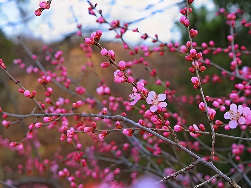 山桃花开幸福来